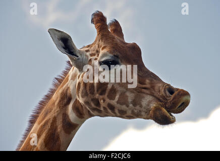 Girafe (Giraffa) camelopardarlis Banque D'Images