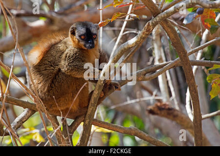 À la façade rouge du sud lémurien brun (Eulemur rufifrons) dans près de Parc National d'Isalo Ranohira Ihosy, Ihorombe,, Madagascar, Afrique Banque D'Images