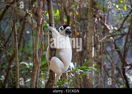 Le propithèque de Verreaux Sifaka blanc / (Propithecus verreauxi) dans l'arbre, près de Parc National d'Isalo Ranohira Ihosy, Madagascar, Ihorombe, Banque D'Images