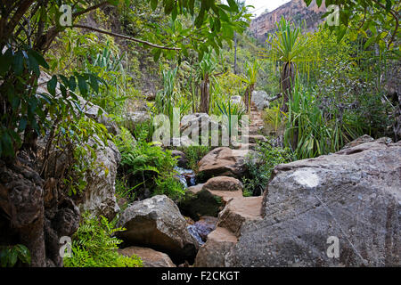 Le long chemin à travers la végétation dense canyon dans le parc national de l'Isalo Ranohira Ihosy, près de l'Ihorombe,, Madagascar, Afrique Banque D'Images