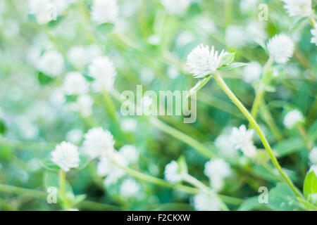 Belle fleur plante d'été, stock photo Banque D'Images