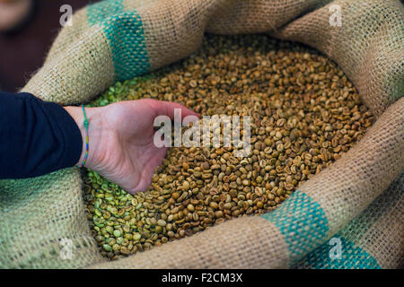 Les grains de café de toucher la main à l'intérieur du sac de jute Banque D'Images