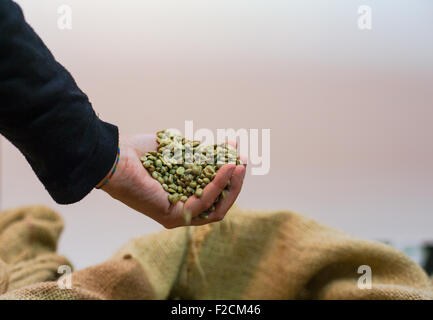 Les grains de café de toucher la main à l'intérieur du sac de jute Banque D'Images