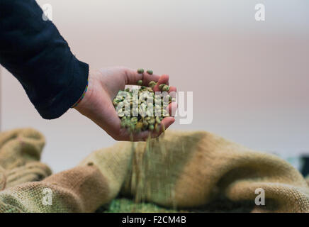 Les grains de café de toucher la main à l'intérieur du sac de jute Banque D'Images