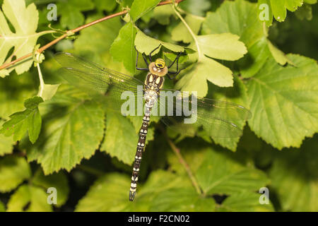 Le Sud de l'homme immature libellule Hawker Aeshna cyanea (Cambridgeshire), Banque D'Images