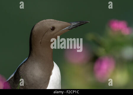 Guillemot à Bempton Cliffs Banque D'Images