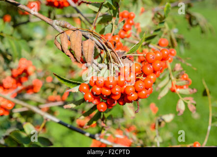 Sorbus aucuparia. Les petits fruits d'un arbre Sorbier (Rowan Tree) au début de l'automne au Royaume-Uni. Banque D'Images