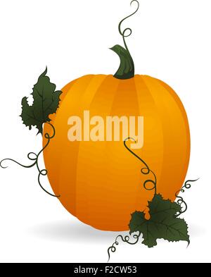 Orange citrouille mûre Illustration de Vecteur