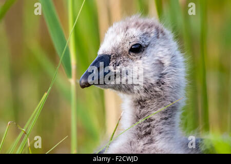 Bernache nonnette (Branta leucopsis) gosling Banque D'Images