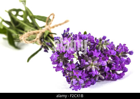 Bouquet de fleurs de lavande sauvage violet, à égalité avec l'arc, isolated on white Banque D'Images