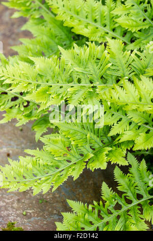 Couper finement les feuilles sempervirentes du formulaire sélectionné de l'UK le polypode Polypodium cambricum indigènes, 'Richard' Kayse Banque D'Images