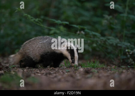 Blaireau sauvage européenne ( Meles meles ) / Europaeischer Dachs à chercher de la nourriture dans l'habitat naturel. Banque D'Images