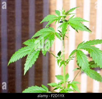 Viev de feuilles vertes de la plante de marijuana Banque D'Images