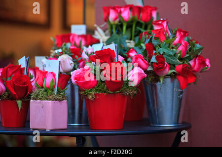 Un grand nombre de roses à l'intérieur des pots Banque D'Images