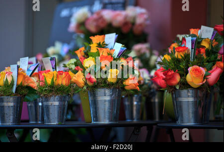 Un grand nombre de roses à l'intérieur des pots Banque D'Images