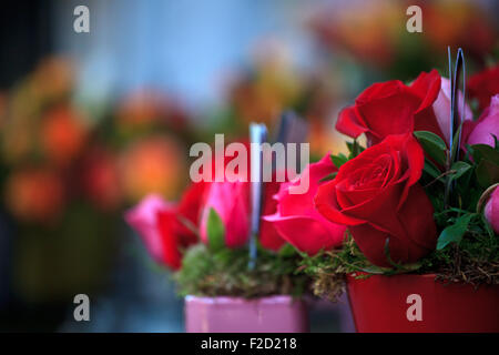 Un grand nombre de roses à l'intérieur des pots Banque D'Images