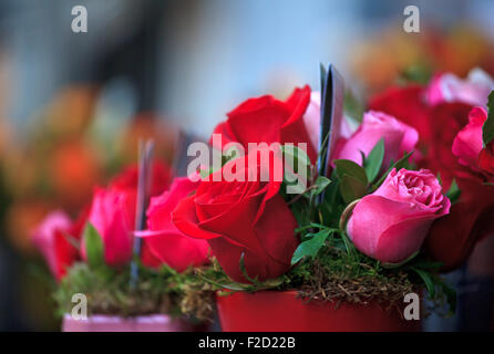 Un grand nombre de roses à l'intérieur des pots Banque D'Images