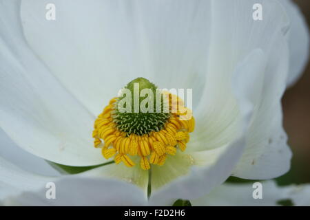 Ranunculus blanc se concentrant sur le centre de la fleur Banque D'Images