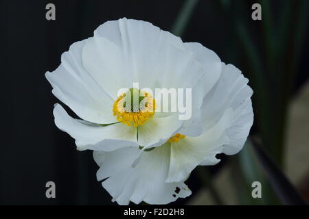 Ranunculus blanc se concentrant sur le centre de la fleur Banque D'Images