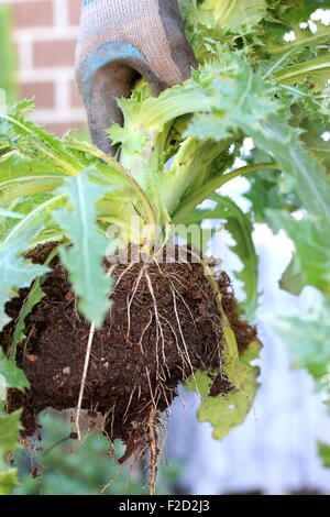 Sonchus asper ou également connu comme le laiteron piquant Banque D'Images