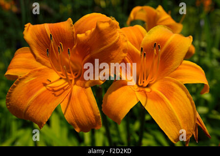 L'hémérocalle Orange fleurs dans un jardin ensoleillé Banque D'Images