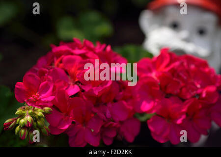 Zone rouge fleurs annuelles à l'extérieur avec un nain de jardin Banque D'Images