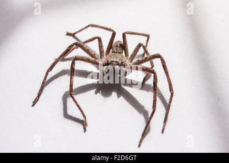 Portrait de Huntsman australien isolé sur fond blanc Banque D'Images