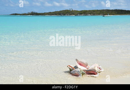 Conches sur la plage. Exuma, Bahamas Banque D'Images