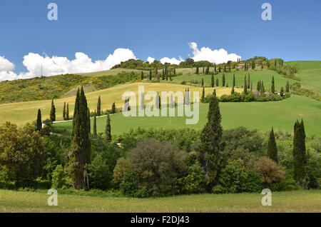 Cyprès serpentent le long des routes rurales. La toscane, italie Banque D'Images