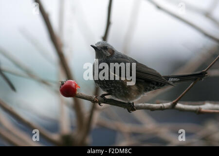Brown-eared Bulbul à cueillir sur la branche de tomate Banque D'Images