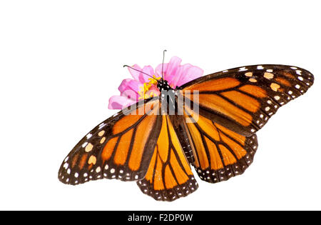 Vue dorsale d'une femme qui se nourrit d'une monarque Zinnia rose, isolated on white Banque D'Images