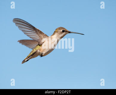 Colibri à gorge rubis femelle planant sur fond de ciel bleu Banque D'Images