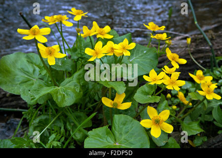 Caltha palustris Populage des marais en pleine floraison Banque D'Images