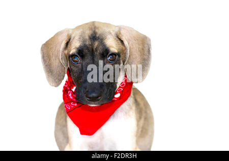 Mignon chien isolé est un adorable grand hibou chiot à l'avant avec de grands yeux de chien chiot. Banque D'Images