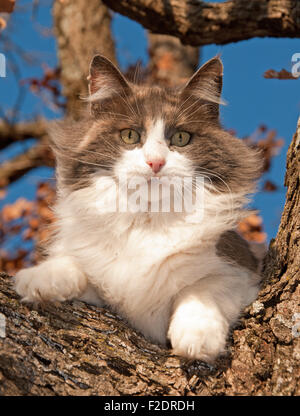 Superbe chat calico dilué dans un arbre en hiver Banque D'Images