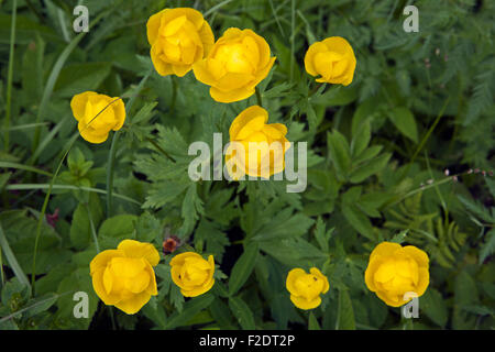 Le Globe-fleur, Trollius europaeus, dans libre Banque D'Images