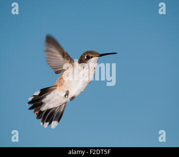 Jeune mâle en vol des colibris contre le ciel bleu Banque D'Images