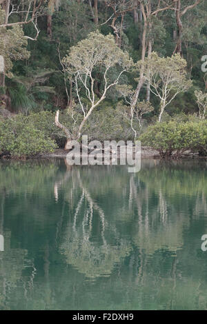 À McCarrs Creek dans Ku-Ring-gai Chase National Park Banque D'Images