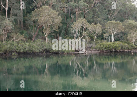 À McCarrs Creek dans Ku-Ring-gai Chase National Park Banque D'Images