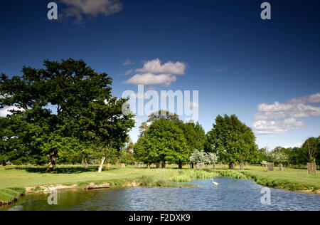 Dans la région de Heron Bushy Park, Middlesex, Royaume-Uni Banque D'Images