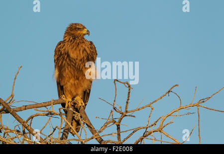 Aigle (Aquila rapax), perché sur un arbre, tôt le matin, Etosha National Park, Namibie Banque D'Images