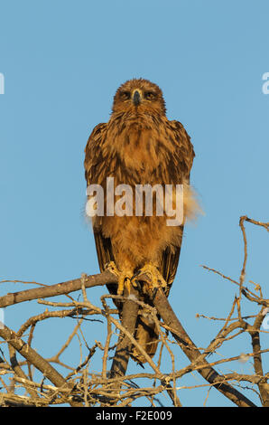 Aigle (Aquila rapax), perché sur un arbre, tôt le matin, Etosha National Park, Namibie Banque D'Images