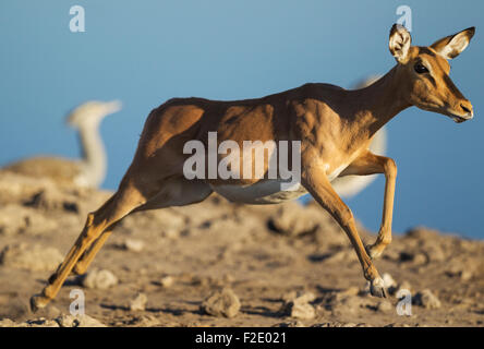 Black-Faced Impala (Aepyceros melampus petersi), l'exécution de femmes près d'un point d'eau dans l'arrière-plan (Ardeotis Kori Outardes Banque D'Images