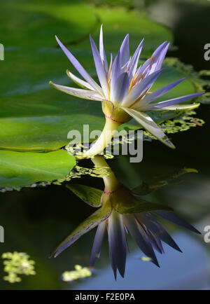 Lotus égyptien bleu - Nymphaea caerulea Banque D'Images