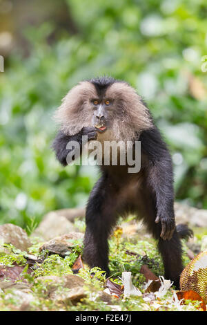 Macaque à queue de lion endémique ou Macaca silène à Valparai dans Annamalai Hills Tamilnadu. Banque D'Images