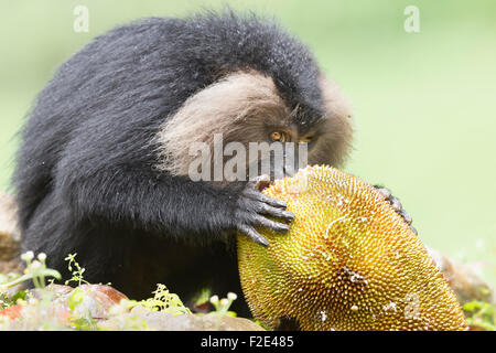 Macaque à queue de lion endémique ou Macaca silène à Valparai dans Annamalai Hills Tamilnadu. Banque D'Images