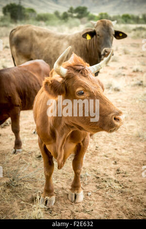 Bovins à viande dans un champ en Namibie, Afrique Banque D'Images
