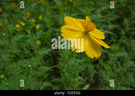 Fleur fleurs floral fraîcheur fleurie à motifs Banque D'Images