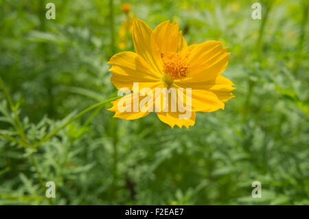 Fleur fleurs floral fraîcheur fleurie à motifs Banque D'Images