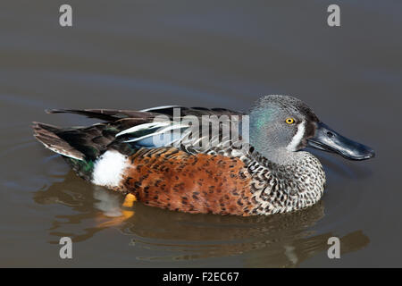 Canard souchet (Anas rhynchotis australienne rhynchotis). Drake ou mâle. Plumage nuptial. Au sud-est de l'Australie. Banque D'Images